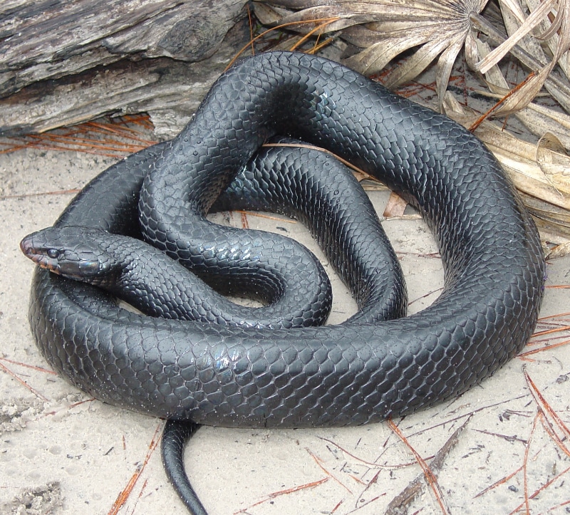 Mộng thấy rắn đen khổng lồ